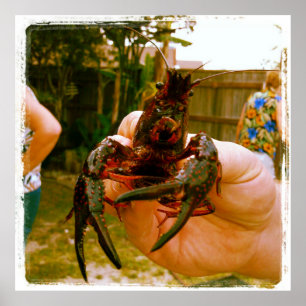 Póster Gran Poster de fotos de langostinos