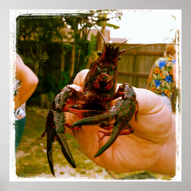 Póster Gran Poster de fotos de langostinos (Frente)
