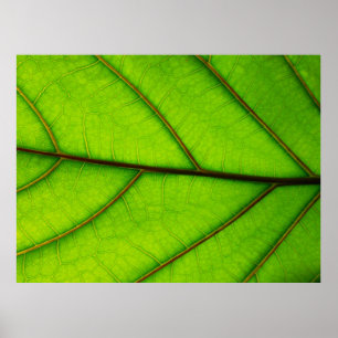 Póster Gran poster de hoja verde