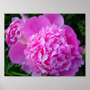 Póster Gran Poster de Peony Rosa