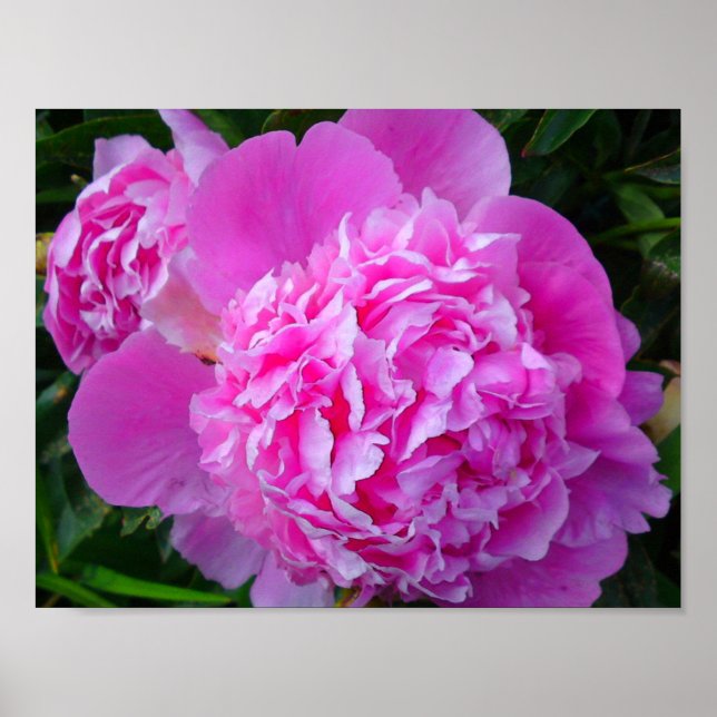 Póster Gran Poster de Peony Rosa (Frente)