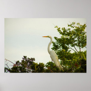 Póster Gran Poster Egret
