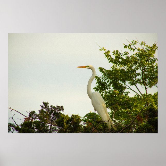 Póster Gran Poster Egret (Frente)