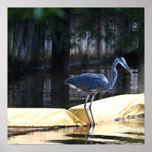 Póster Gran Poster en espera de garza azul