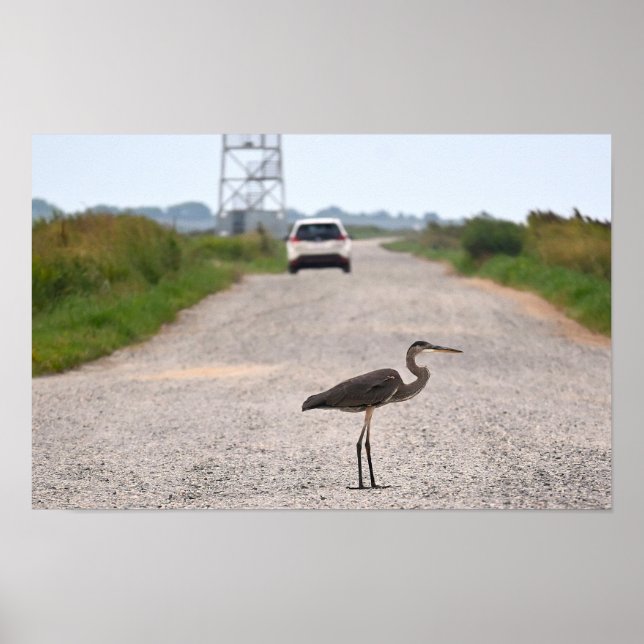 Póster Gran Poster fotográfico de la garza azul (Frente)