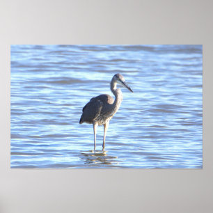 Póster Gran Poster fotográfico de la garza azul