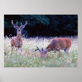 Póster Gran Príncipe de la Selva (Ohio)