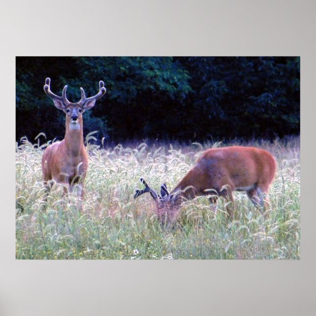 Póster Gran Príncipe de la Selva (Ohio) (Frente)