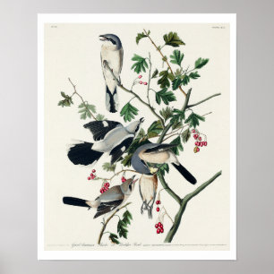 Póster Gran Shrike cinereano, o ave carnicera de Audubon