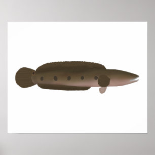 Póster Gran Snakehead