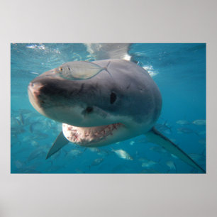 Póster Gran tiburón blanco