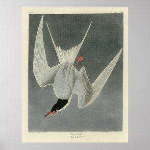 Póster Gran Tierra, término común - Aves Audubónicas de A
