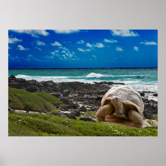 Póster Gran tortuga en la orilla del mar (Frente)