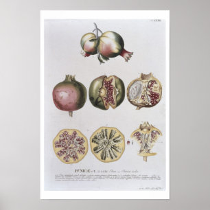 Póster Granada, grabada por Johann Jakob Haid (1704-6)