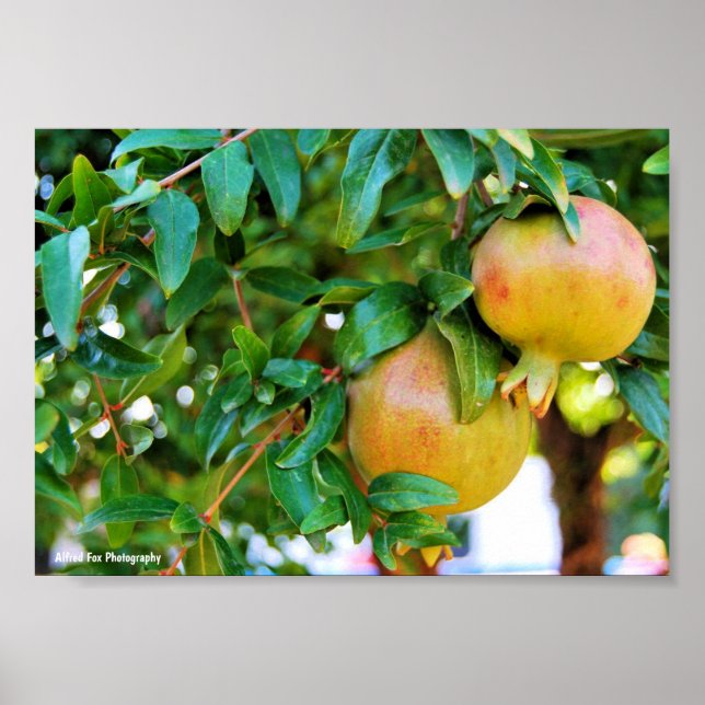 Póster Granadas de Otoño (Frente)