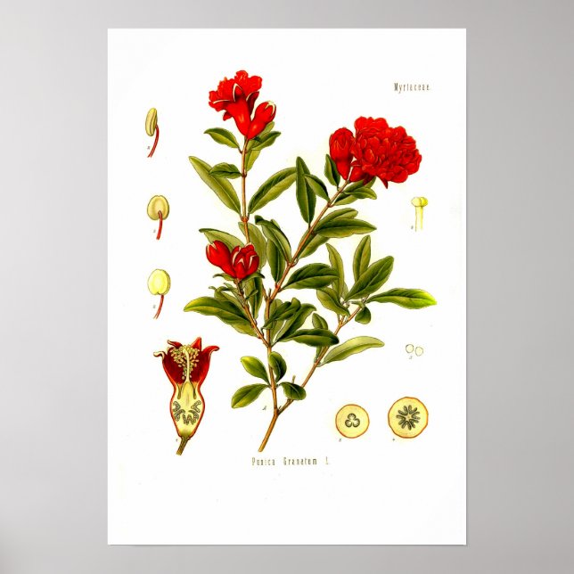 Póster Granata de Punica (granado de grano) (Frente)