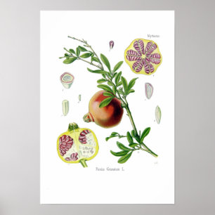 Póster Granatum de Punica (Pomegranato)