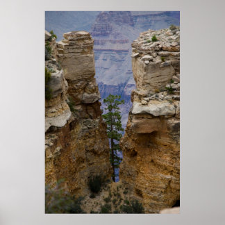 Póster Grand Canyon Hidden Tree 4822 Print