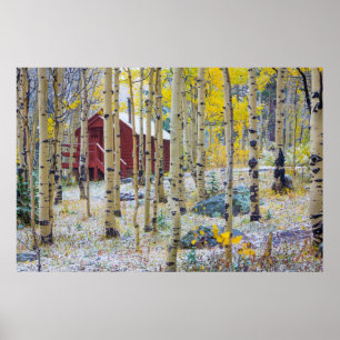 Póster Grand Mesa Solitary cabin in a forest