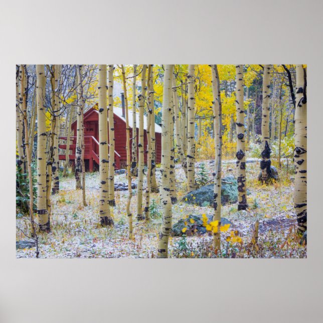 Póster Grand Mesa Solitary cabin in a forest (Frente)