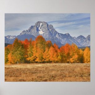 Póster Grand Teton NP, Mount Moran and aspen trees