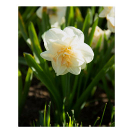 Póster Grandes daffodias blancas en un día de primavera