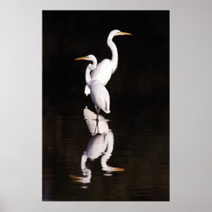 Póster Grandes Egrets