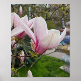 Póster Grandes flores de magnolia rosa. Florecimiento de 
