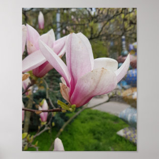 Póster Grandes flores de magnolia rosa. Florecimiento de 