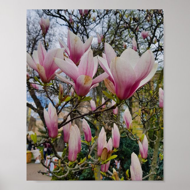 Póster Grandes flores de magnolia rosa. Florecimiento de  (Frente)