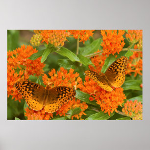 Póster Grandes Fritillaries Spangled en Milkweed de la