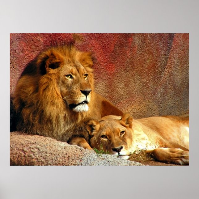 Póster Grandes gatos - 6 (Frente)