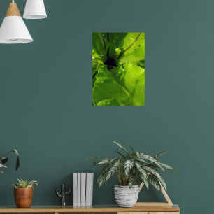 Póster Grandes hojas de fern verde,