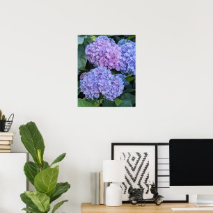 Póster Grandes y Hermosas Floraciones de Hortensias Flora