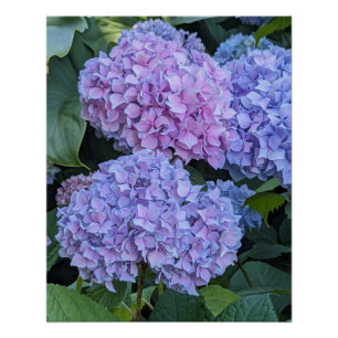 Póster Grandes y Hermosas Floraciones de Hortensias Flora