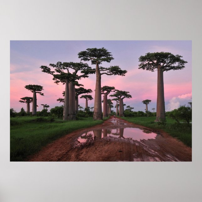 Póster Grandididier Baobab Forest Poster (Frente)