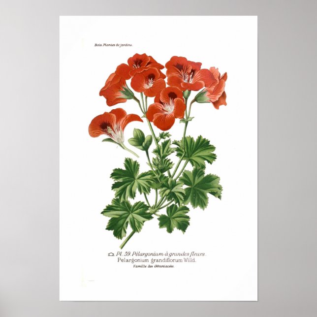 Póster Grandifloro de Pelargonio (Frente)