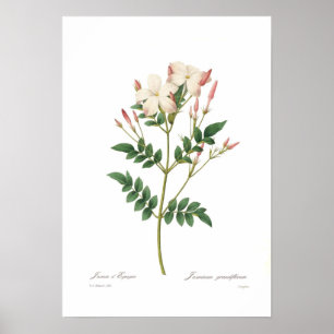 Póster Grandiflorum del Jasminum