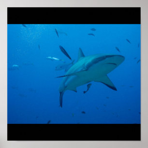 Póster Grandioso Tiburón Blanco Fish Surf Swim Fin Gray