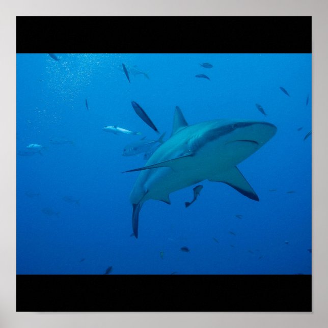 Póster Grandioso Tiburón Blanco Fish Surf Swim Fin Gray (Frente)