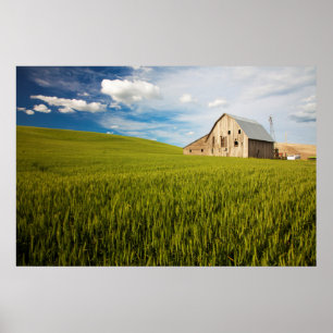 Póster Granero Antiguo Rodeado por Campo de Trigo de Prim