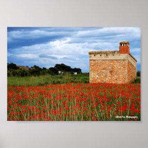 Póster Granero en campo floral de amapolas