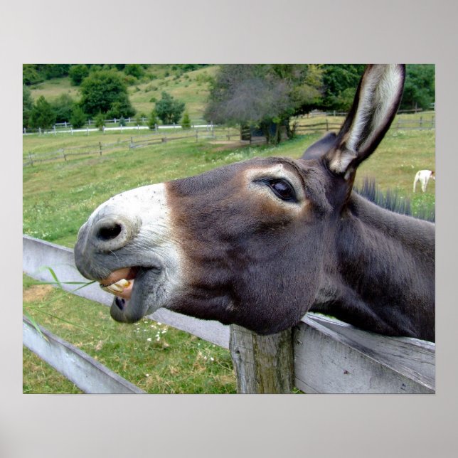 Póster Granja de animales de mula burro Destino campestre (Frente)