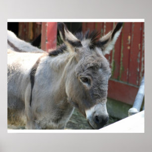 Póster Granja de animales de mula burro País Destino