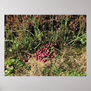 Póster Granja de Arándanos, Long Beach, Washington