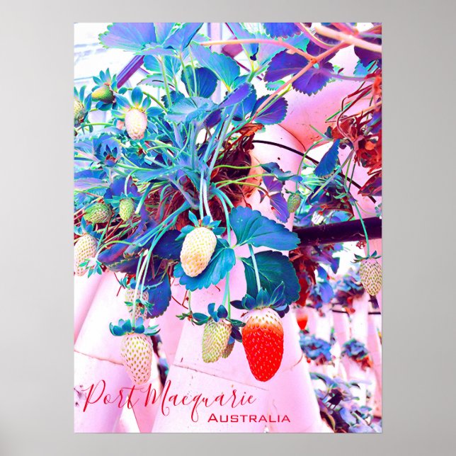 Póster Granja de fresa Port Macquarie Australia (Frente)