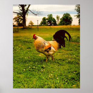 Póster Granja de Gallo Colorido Foto de Vida