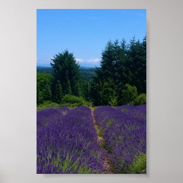 Póster Granja de lavanda (Frente)