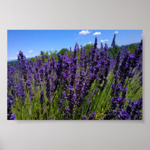 Póster Granja de lavanda