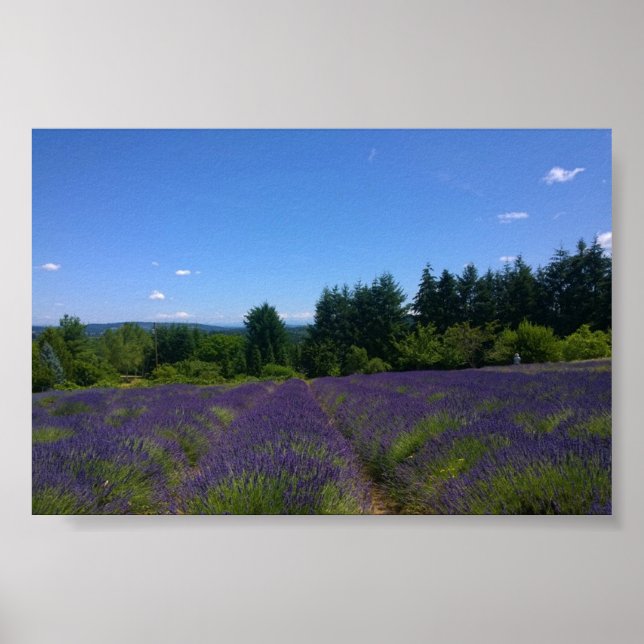 Póster Granja de lavanda (Frente)